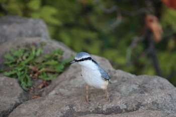 Eurasian Nuthatch(asiatica) 円山公園　円山・山頂 Mon, 10/16/2017