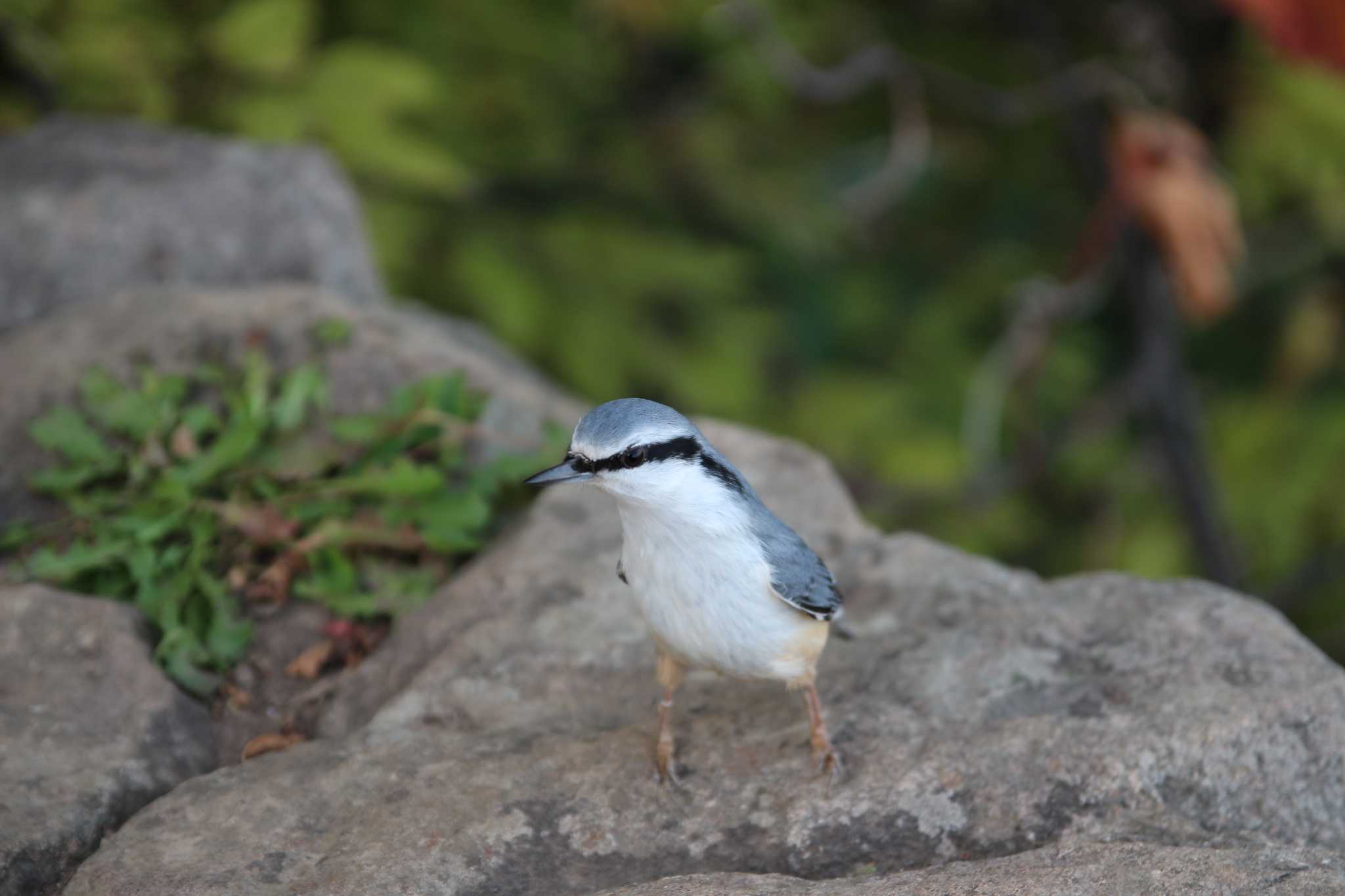 山頂にて シロハラゴジュウカラ