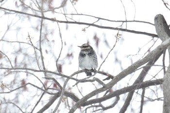 ツグミ 野幌森林公園 2022年3月20日(日)