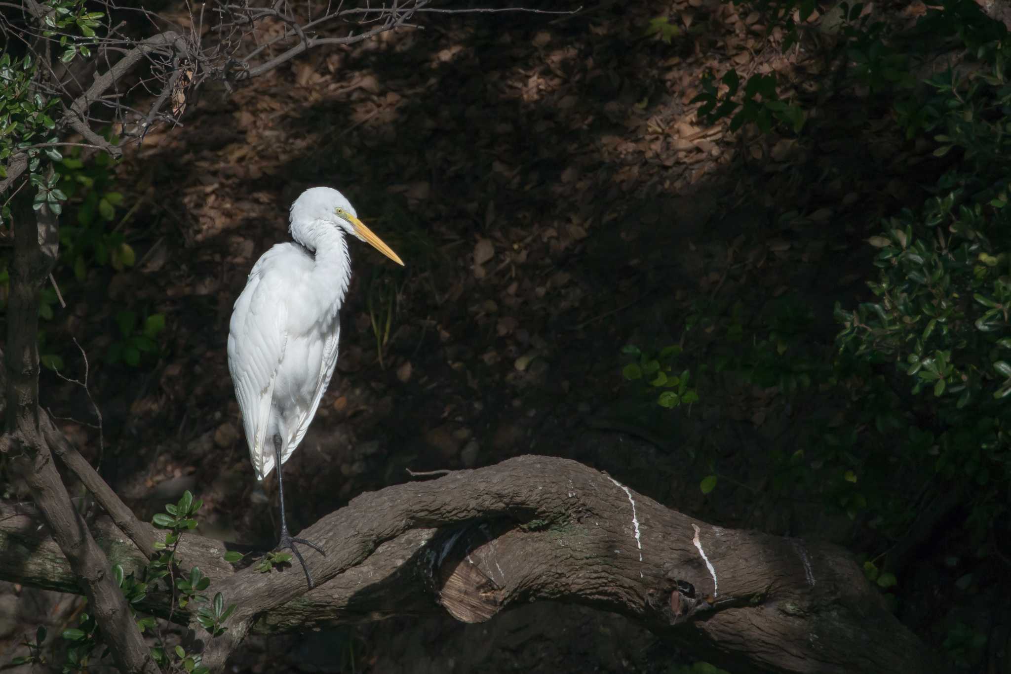 Photo of Great Egret(modesta)  at Akashi Park by ときのたまお