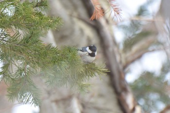 ヒガラ 野幌森林公園 2022年3月20日(日)