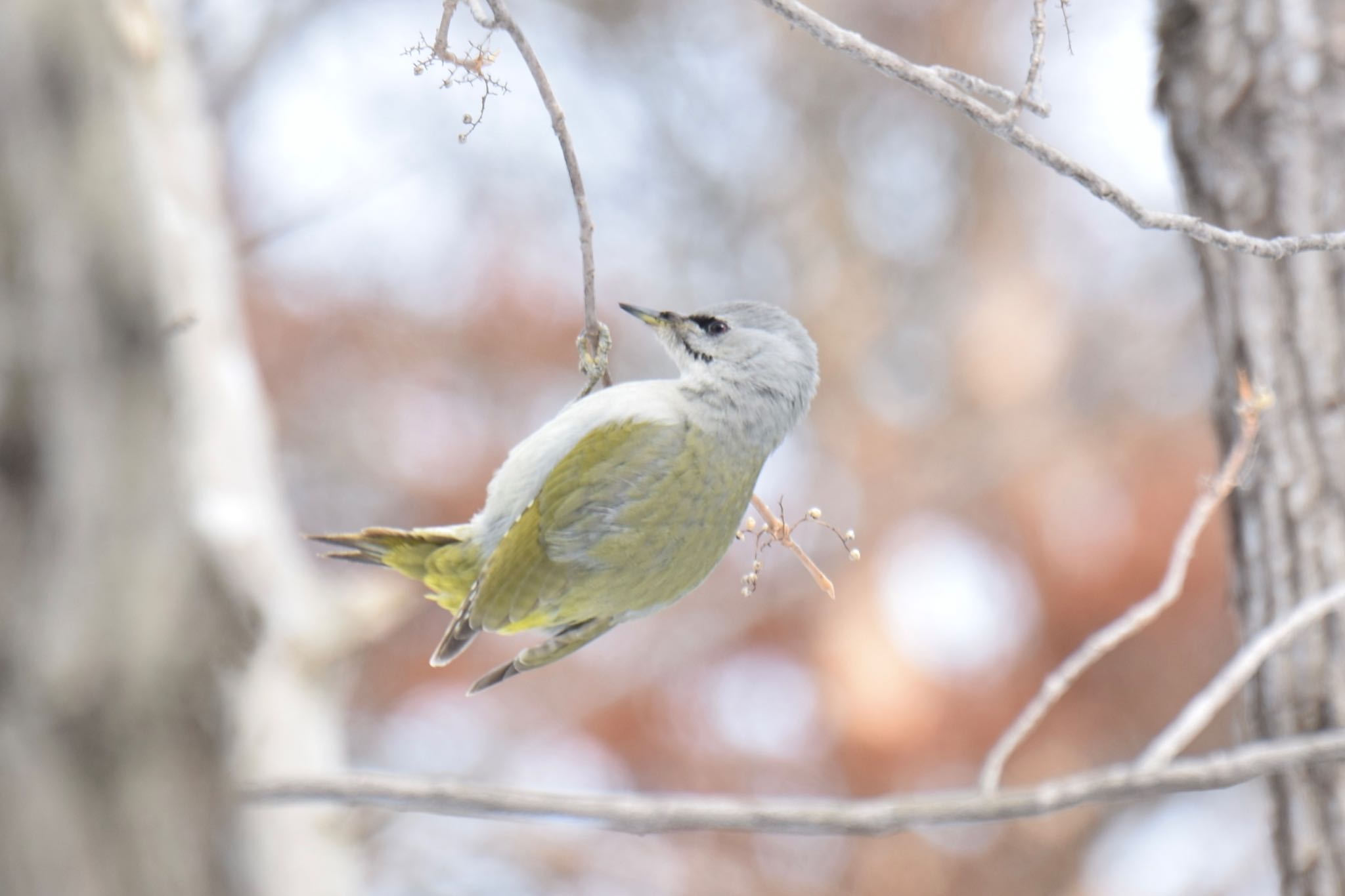 野幌森林公園 ヤマゲラの写真