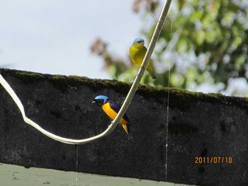 Golden-rumped Euphonia エクアドル Mon, 7/18/2011