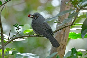 Brown-eared Bulbul 仙台市・台原森林公園 Sun, 3/20/2022