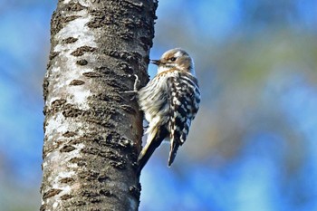 Japanese Pygmy Woodpecker 仙台市・台原森林公園 Sun, 3/20/2022