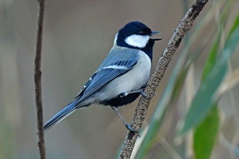 Japanese Tit 仙台市・台原森林公園 Sun, 3/20/2022