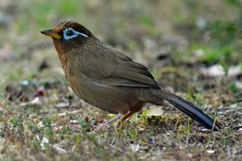 ガビチョウ 仙台市・台原森林公園 2022年3月20日(日)