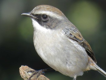 Grey Bush Chat タイ Sun, 1/15/2017