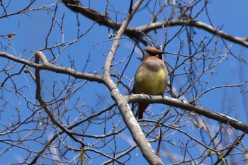 2022年3月20日(日) 太田宿中山道会館の野鳥観察記録