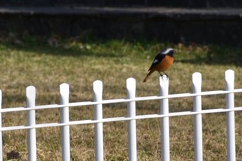 2022年3月20日(日) 旭公園の野鳥観察記録