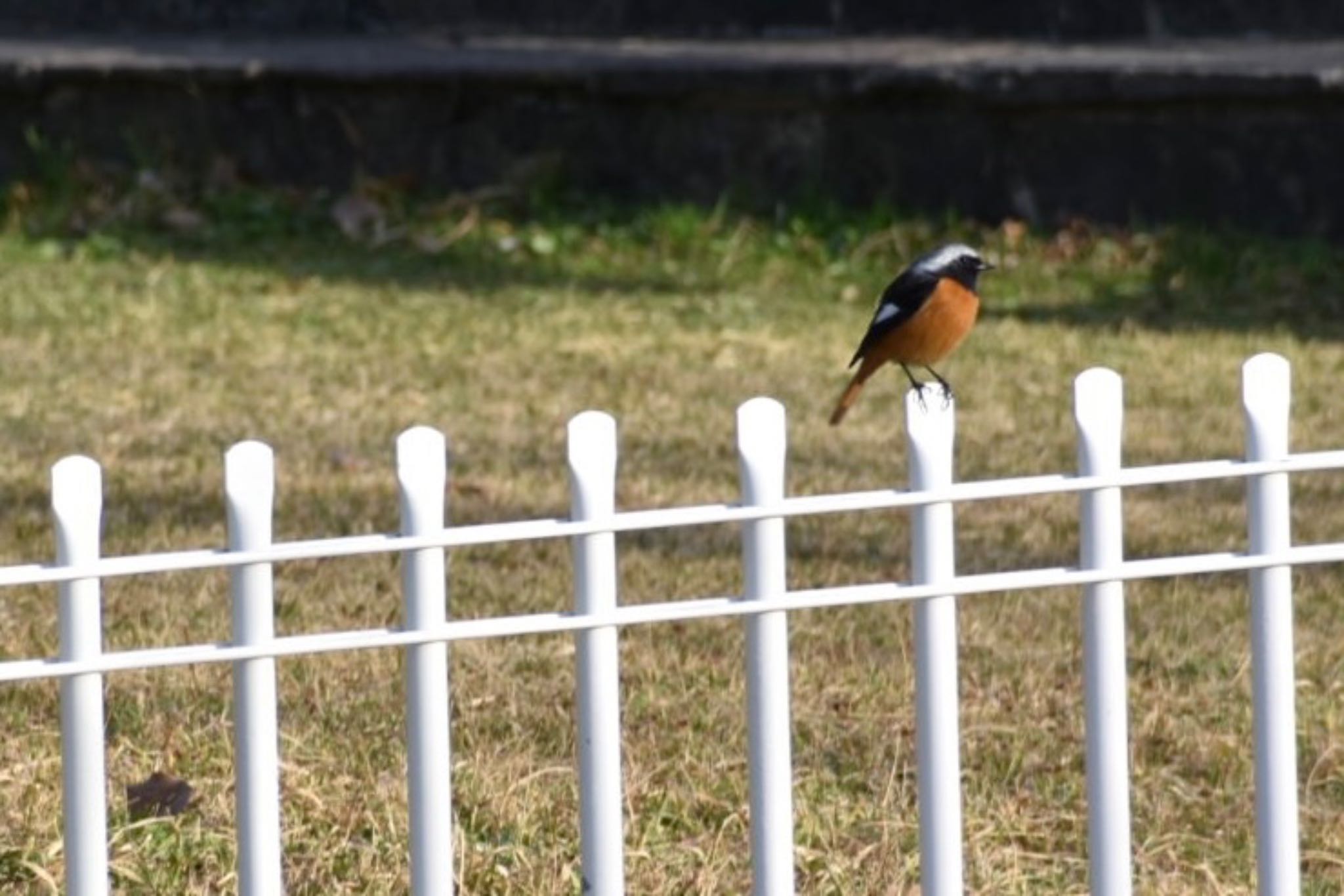 旭公園 ジョウビタキの写真