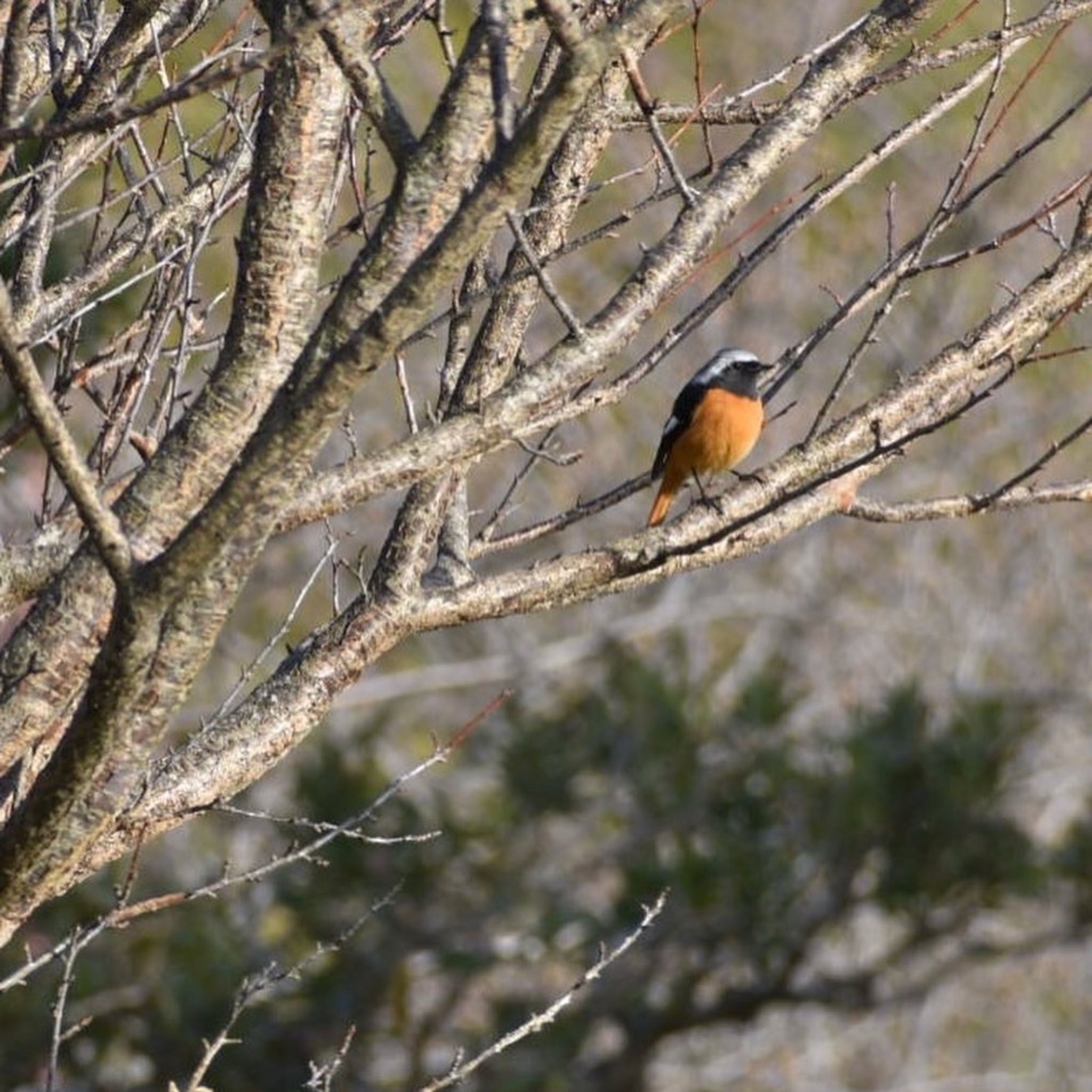 Daurian Redstart