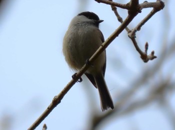 コガラ 長野山緑地公園 2022年3月20日(日)