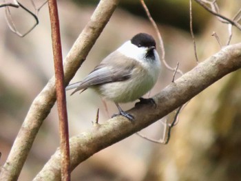 コガラ 長野山緑地公園 2022年3月20日(日)