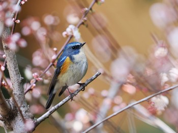 2022年3月20日(日) 不動ヶ池の野鳥観察記録