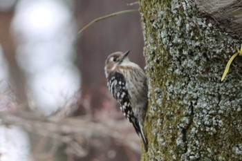 Japanese Pygmy Woodpecker Kyoto Gyoen Mon, 3/21/2022