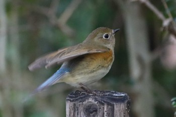 Red-flanked Bluetail Kyoto Gyoen Mon, 3/21/2022