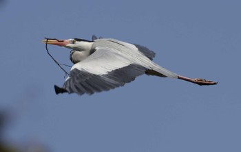 アオサギ 和歌山城公園 2022年3月14日(月)