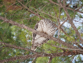 Ural Owl(japonica) 野幌森林公園 Sun, 3/20/2022