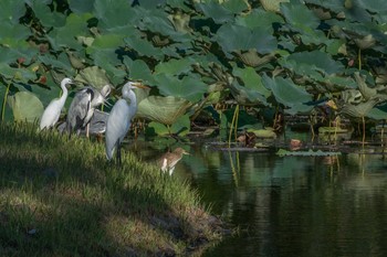 チュウサギ 大覚寺大沢池 2014年9月7日(日)