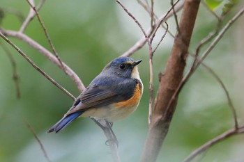 Red-flanked Bluetail Unknown Spots Mon, 3/21/2022