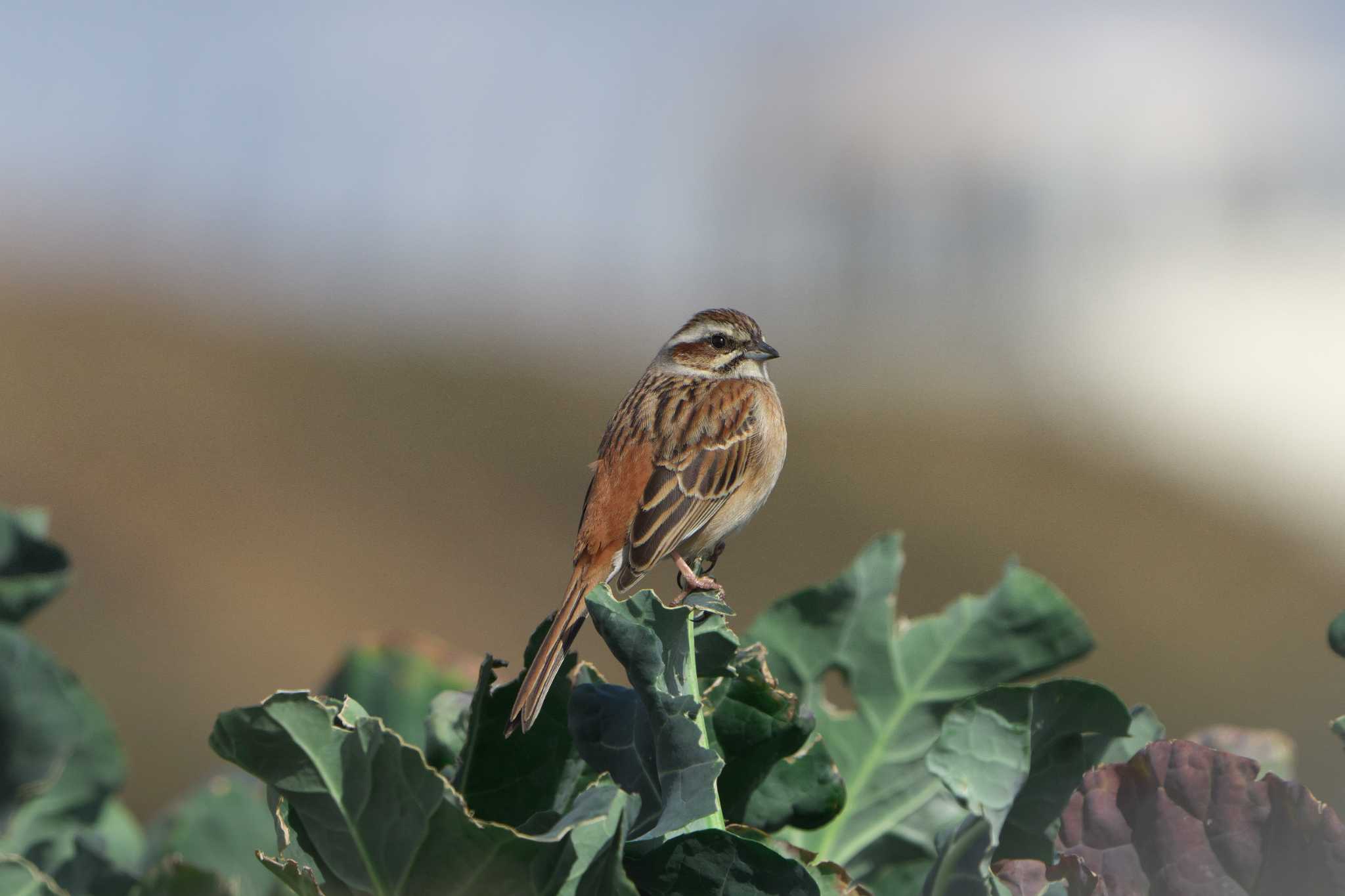 Meadow Bunting