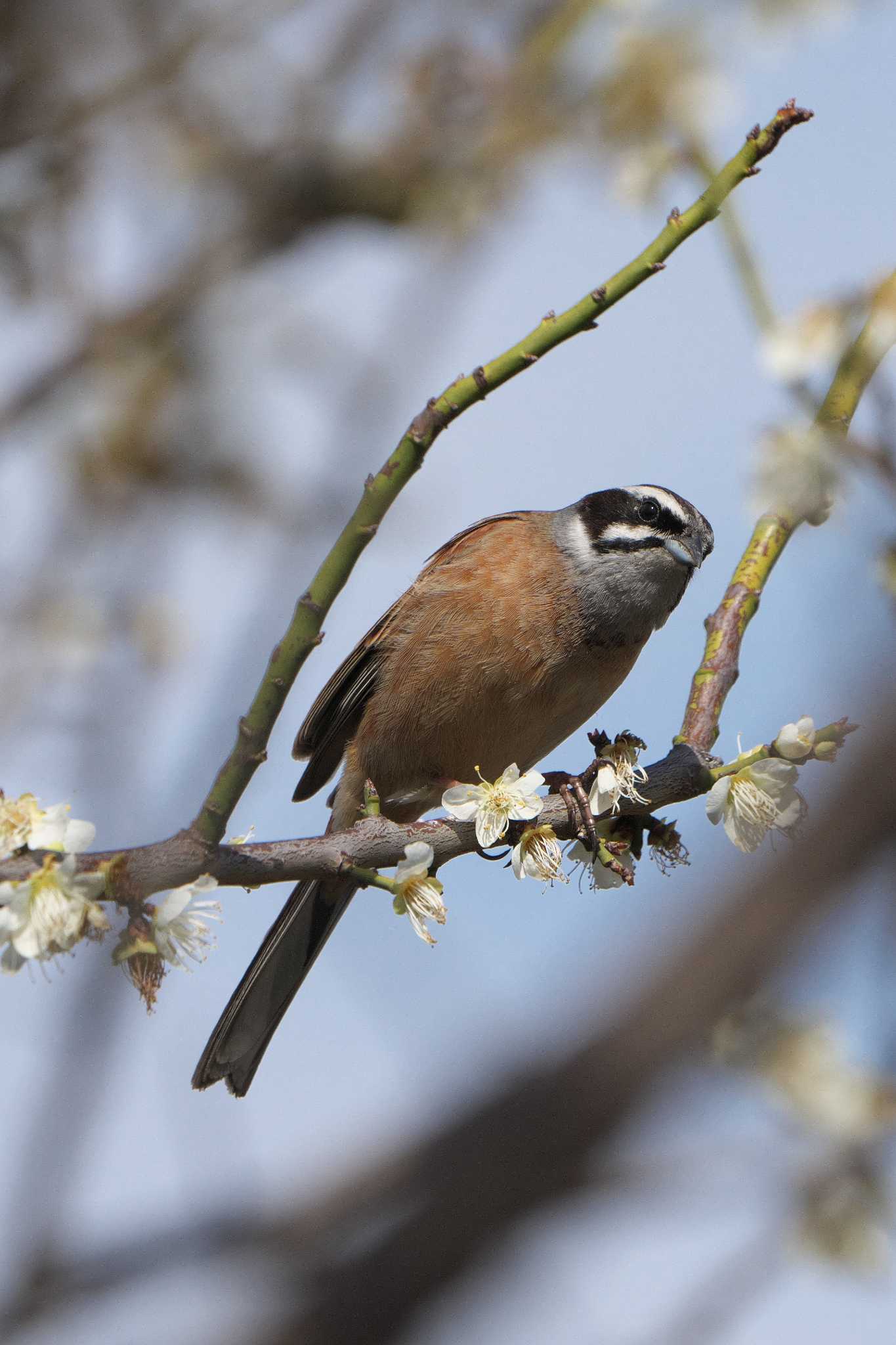 Meadow Bunting