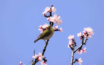 メジロ 埼玉県黒目川 2022年3月20日(日)