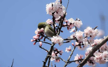 メジロ 埼玉目黒川 2022年3月20日(日)