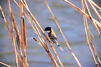 シジュウカラ 埼玉目黒川 2022年3月20日(日)