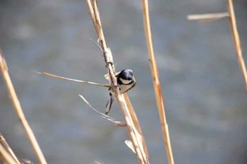 シジュウカラ 埼玉目黒川 2022年3月20日(日)