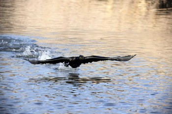 カワウ 埼玉目黒川 2022年3月20日(日)