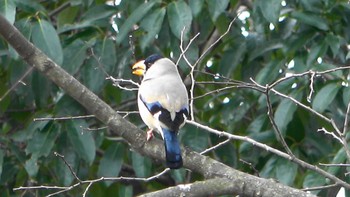 2022年3月21日(月) 南部丘陵公園の野鳥観察記録