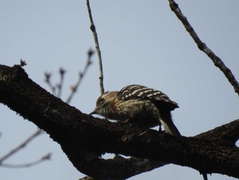 Japanese Pygmy Woodpecker 京都市宝ヶ池公園 Mon, 3/21/2022