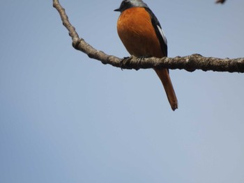 Daurian Redstart 京都市宝ヶ池公園 Mon, 3/21/2022