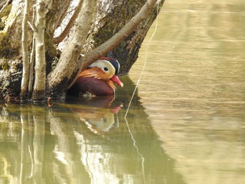 Mandarin Duck 京都市宝ヶ池公園 Mon, 3/21/2022