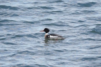 Sun, 3/20/2022 Birding report at 日の出三番瀬沿い緑道