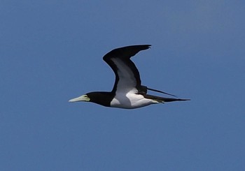 Sun, 3/20/2022 Birding report at 八丈島航路