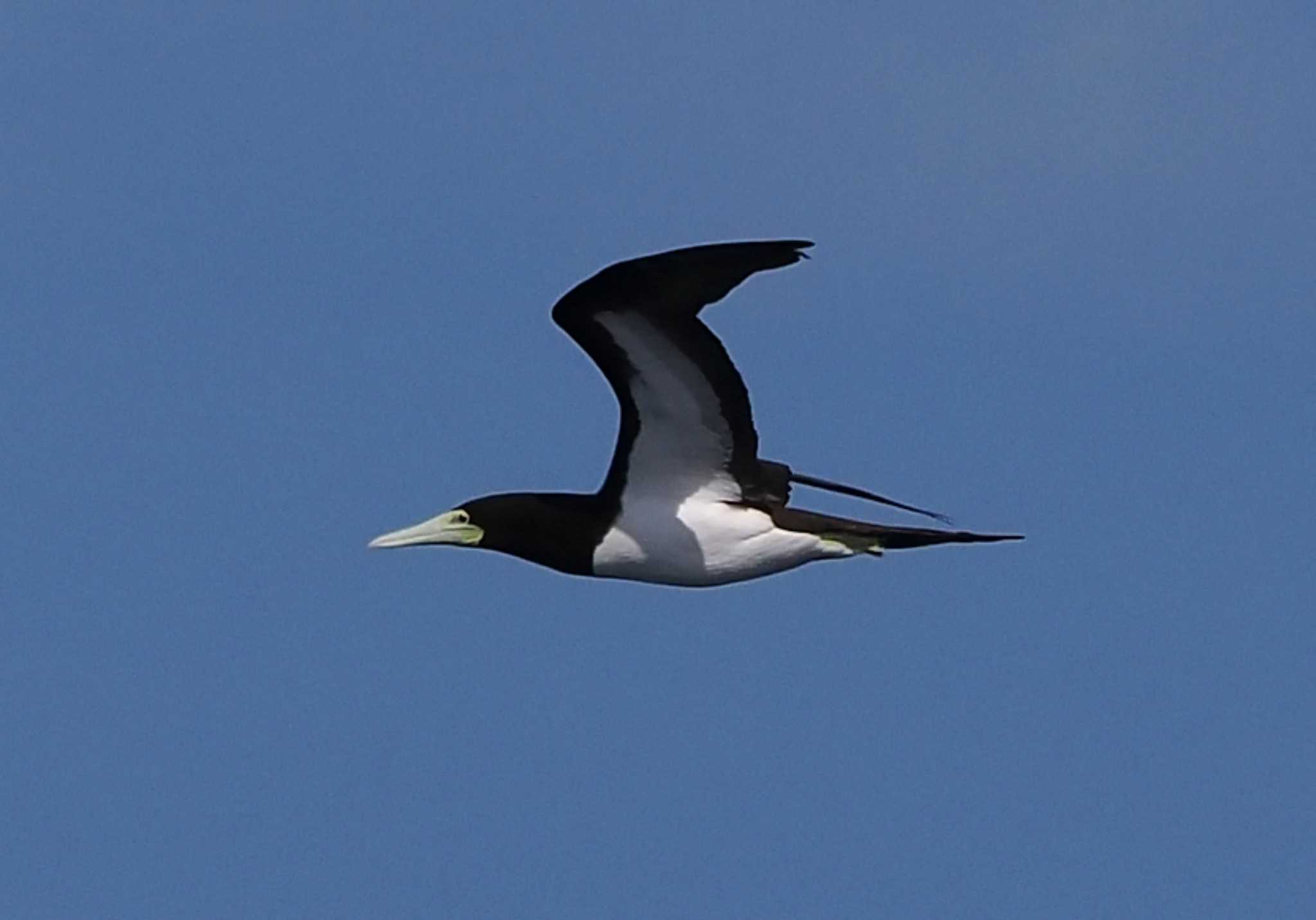 Photo of Brown Booby at 八丈島航路 by シロチ