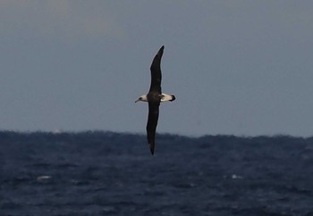 コアホウドリ 八丈島航路 2022年3月20日(日)