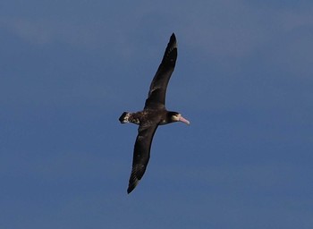 Short-tailed Albatross 八丈島航路 Sun, 3/20/2022