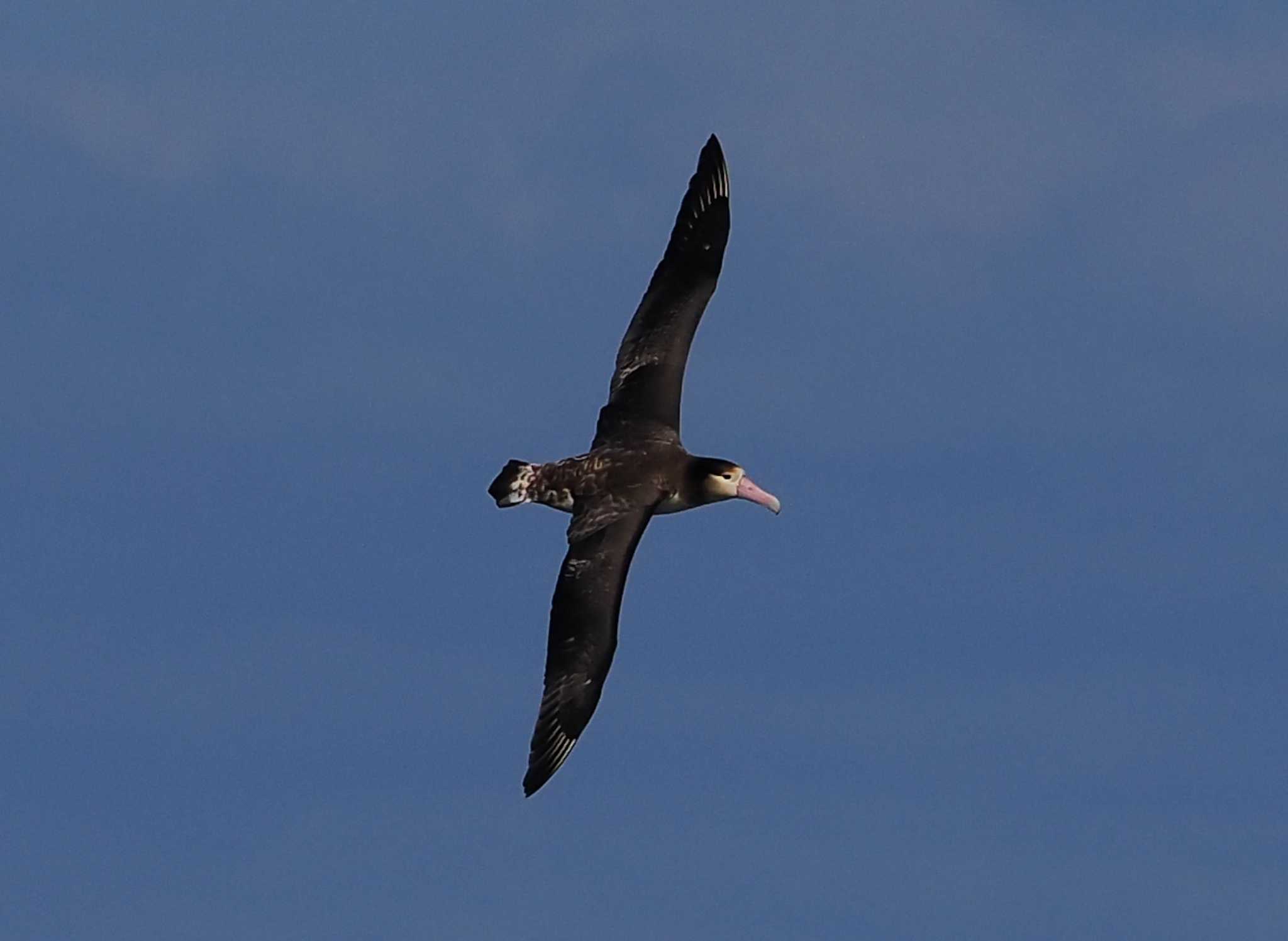 Photo of Short-tailed Albatross at 八丈島航路 by シロチ