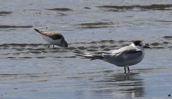 アジサシ ふなばし三番瀬海浜公園 2022年3月20日(日)