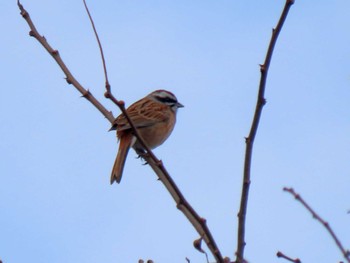 2022年3月20日(日) 駒ヶ根高原の野鳥観察記録