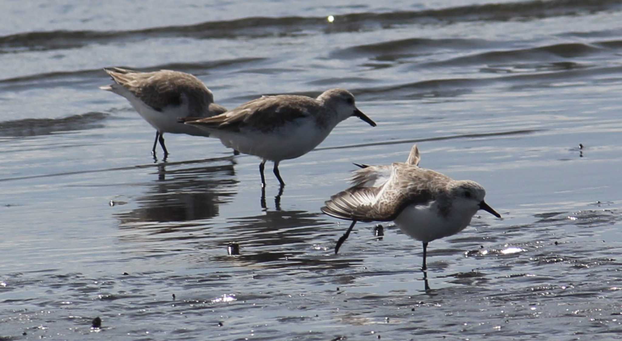 ふなばし三番瀬海浜公園 ミユビシギの写真 by MATIKEN