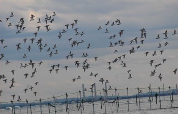 ハマシギ ふなばし三番瀬海浜公園 2022年3月20日(日)