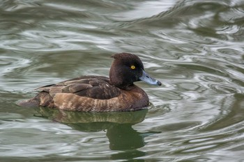 キンクロハジロ 大阪城公園 2017年3月1日(水)