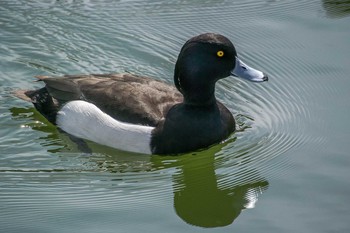 キンクロハジロ 大阪城公園 2017年3月24日(金)