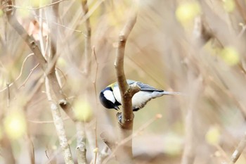 Japanese Tit Higashitakane Forest park Mon, 3/21/2022