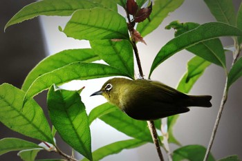 Warbling White-eye Higashitakane Forest park Mon, 3/21/2022